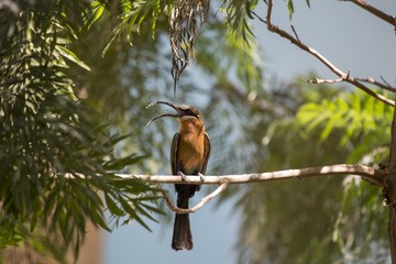 White-Fronted Bee-eater (Merops bullockoides)