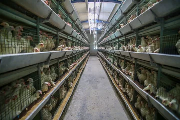 Photo sur Plexiglas Poulet Building of a modern chicken farm, chickens and egg