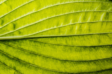 green leaf close up in the detail