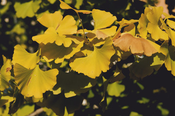 Ginkgo biloba