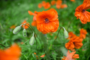 Many Flowering Red Poppy flowers with buds in a meadow in spring. outdoor shot in the field with shallow depth of field. focus on buds.
