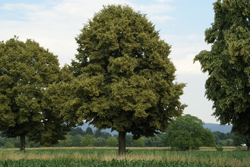 Fototapeta premium Baum