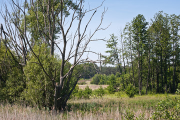 Obraz premium Las i moczary