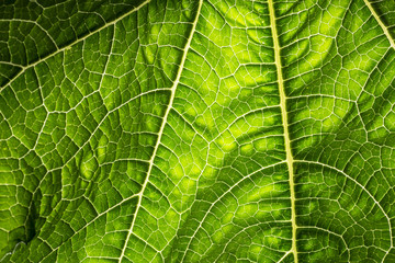 green leaf close up - texture in the detail