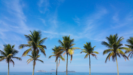Beautiful Trees on Brazilian Beaches in summer day