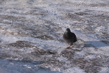 bird