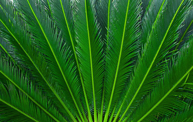 Naklejka na ściany i meble green fan of palm tree leaves