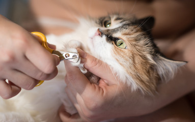 Cat getting a nail trim.