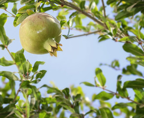Pomegranate fruit on tree branch Punica Granatum