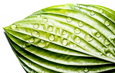 green leaf with rain drops on white