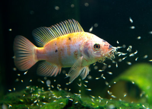 Bunt Barsch, Fischbaby, Maulbr&uuml;ter mit kleinen Fischen, Tilapia Fly