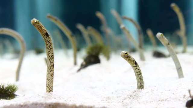 Spotted garden eels are looking for food with their face out of the sand