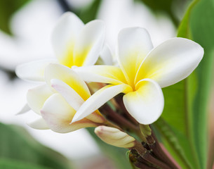 Obraz premium Purity of white Plumeria or Frangipani flowers. Blossom of tropical tree. (selective focus)