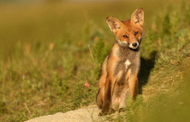 Little Red Fox sitting near his hole in the beautiful sunlight