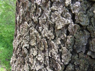 Bark close-up