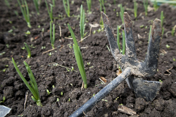 bed with onions and a tool for caring for plants and beds