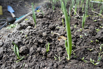 bed with onions and a tool for caring for plants and beds