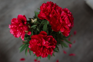 Red peonies bouquet isolated on gray concrete background. Blooming red peony with fallen petals on floor. Top view close-up