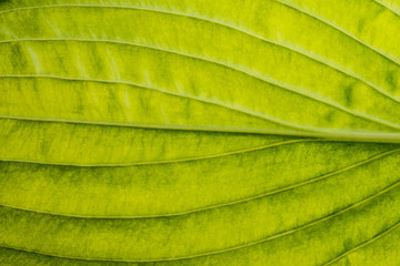 green leaf close up in the detail