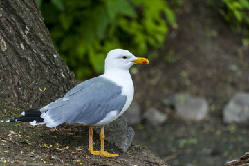 Glaucous Gull (Larus hyperboreus)