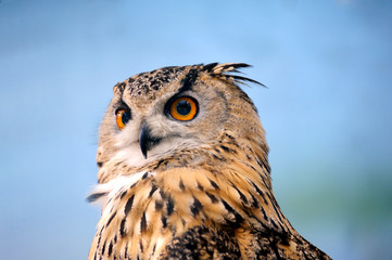 funny owl  close up