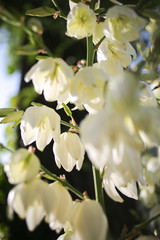 Yucca Rock Lily Flowers Blooming at Golden Hour in the Spring