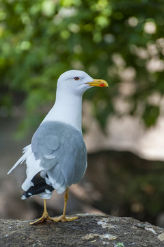 Glaucous Gull (Larus hyperboreus)