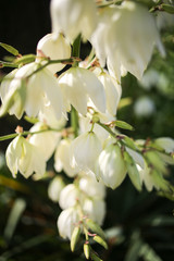 Obraz premium Yucca Rock Lily Flowers Blooming at Golden Hour in the Spring