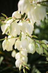 Yucca Rock Lily Flowers Blooming at Golden Hour in the Spring