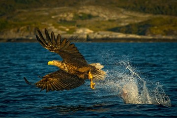 White-tailed eagle in flight a fish which it has just plucked from the waters of a deep Norwegian fjord,Haliaeetus albicilla, eagle with a fish flies over a Norwegian Fjord, majestic sea eagle