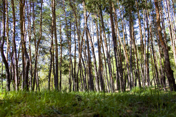 The beauty of nature of the Kharkiv region, Ukraine