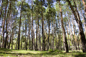 The beauty of nature of the Kharkiv region, Ukraine