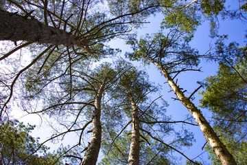 The beauty of nature of the Kharkiv region, Ukraine