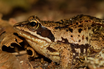 Close-up of a Moor frog, Rana arvalis
