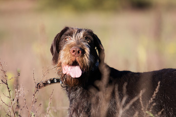 draathaar dog in the field