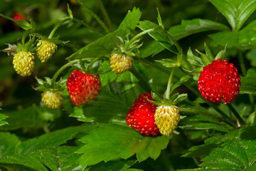 Wild strawberries on a plant, some ripe and red and some still unripe and yellow