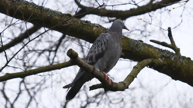 Common pigeon is sitting on a tree branch and looking around