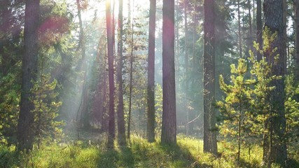 Obraz premium Jesienny las wczesnym popołudniem.