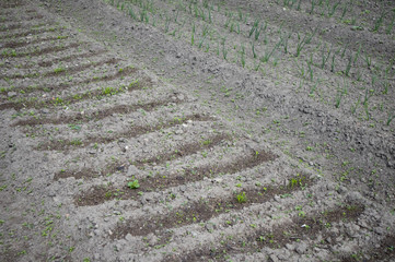 leaves of the garden parsley, Petroselinum crispum to be supplied fresh onions in the garden.