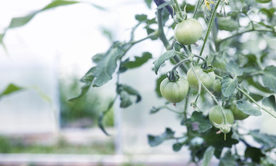 Landscape is summer. Green trees and grass in a countryside land