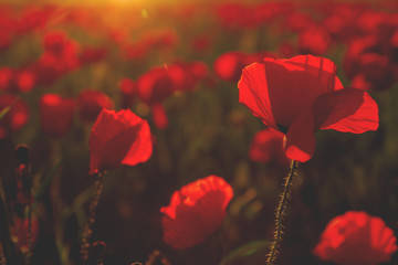 REd poppies in the countryside