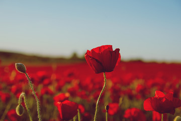 Wild poppies blooming and painting a red landscape