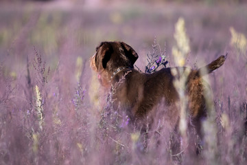 draathaar dog in the field