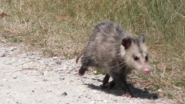 young opossum walks in Florida grassland