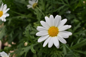 Fototapeta premium White Flower