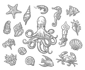 Set sea animals. Shell, coral, crab, shrimp, star, fish ,octopus