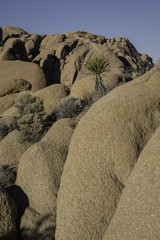 Yucca and Rock Formations in Joshua Tree National Park, Twentynine Palms, California