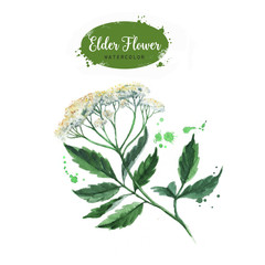 Hand drawn watercolor elder flower branch illustration. Painted sketch isolated on white background
