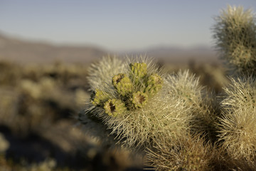 Cholla Cactus Garden, Joshua Tree National Park, Twentynine Palms, California