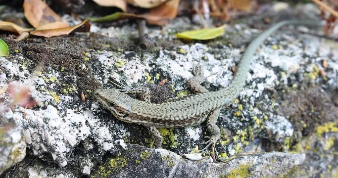 Little Lizard Sitting On The Rock In Nature, Close Up View - 4K Resolution